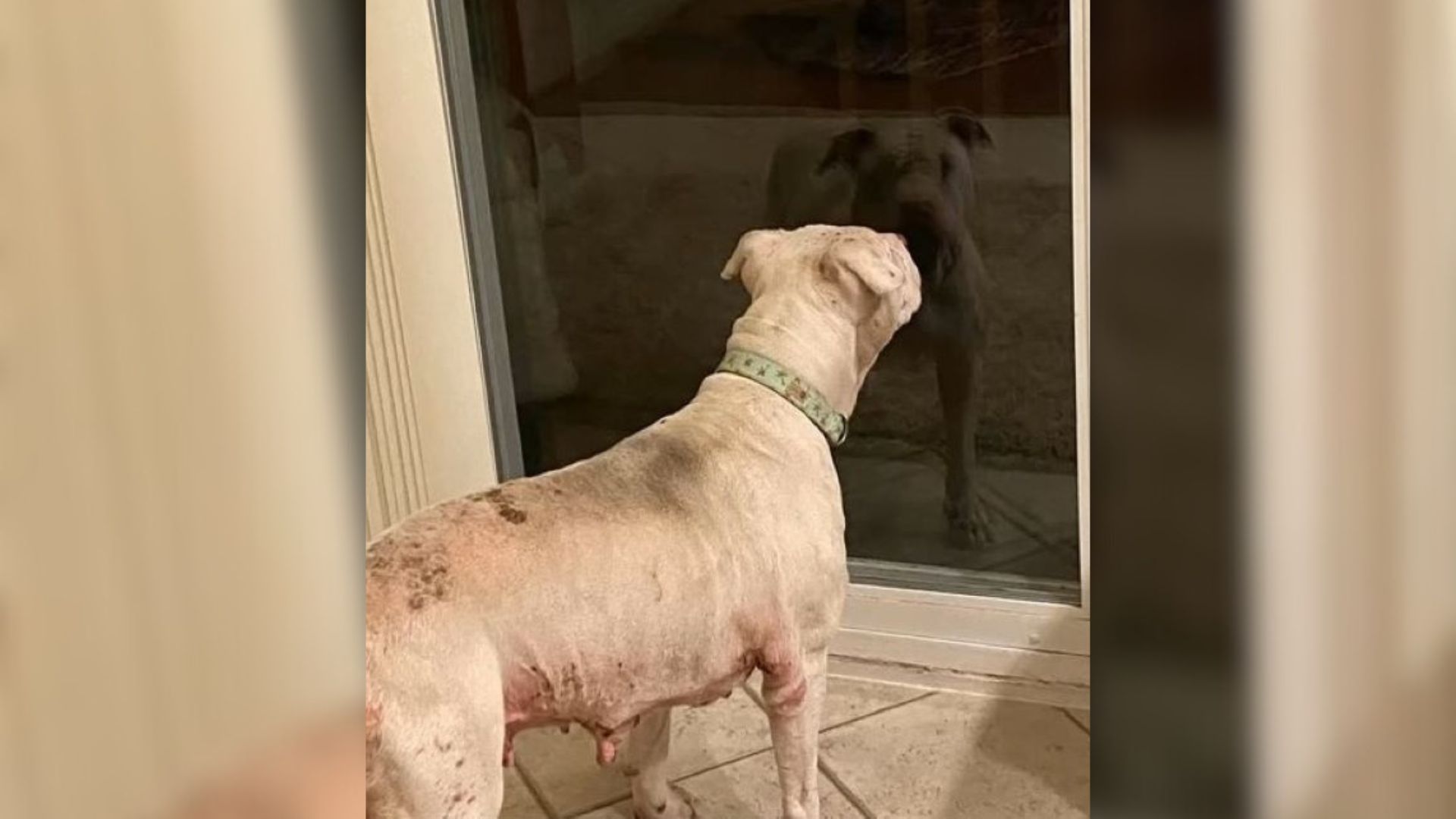 Sweet Dog Kicked Out Of Her Home Cried In Hopes That Her Owner Would Let Her Back In