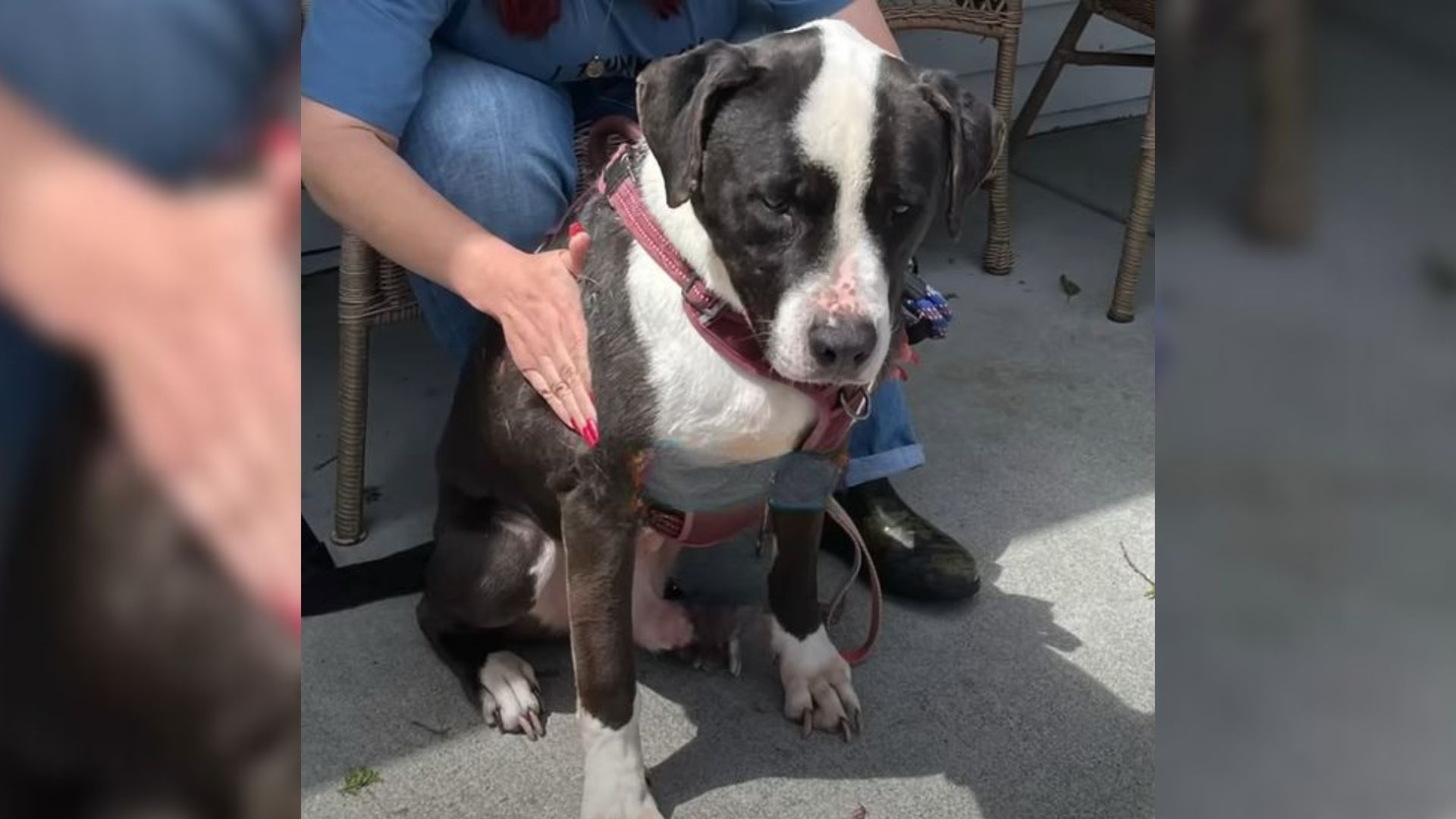 Sweet Dog Who Spent 10 Years At The Shelter In Washington Still Hopes To Find A Forever Home 