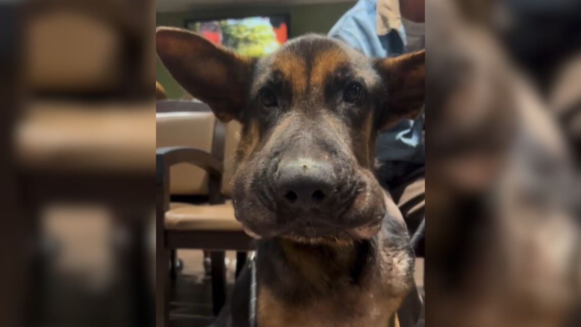 Swollen Puppy Abandoned By Owners At A California Hospital