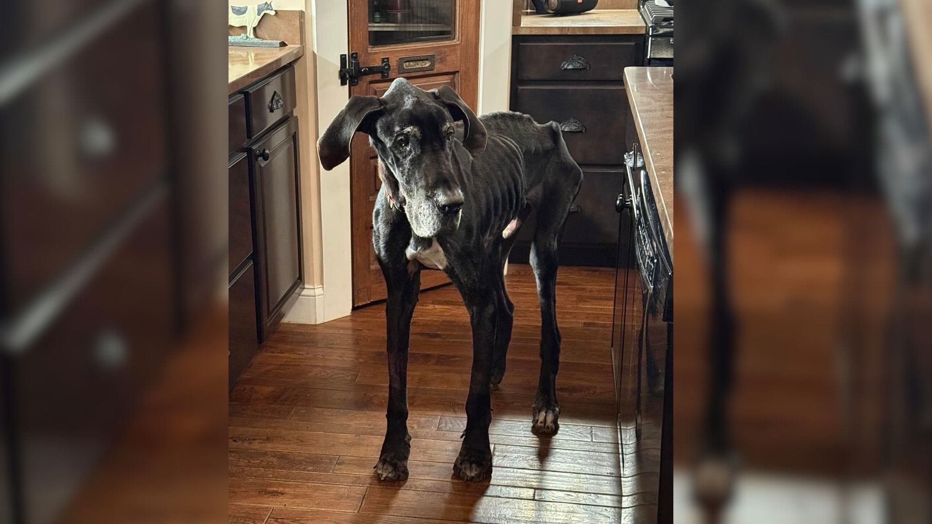 Terribly Skinny Great Dane