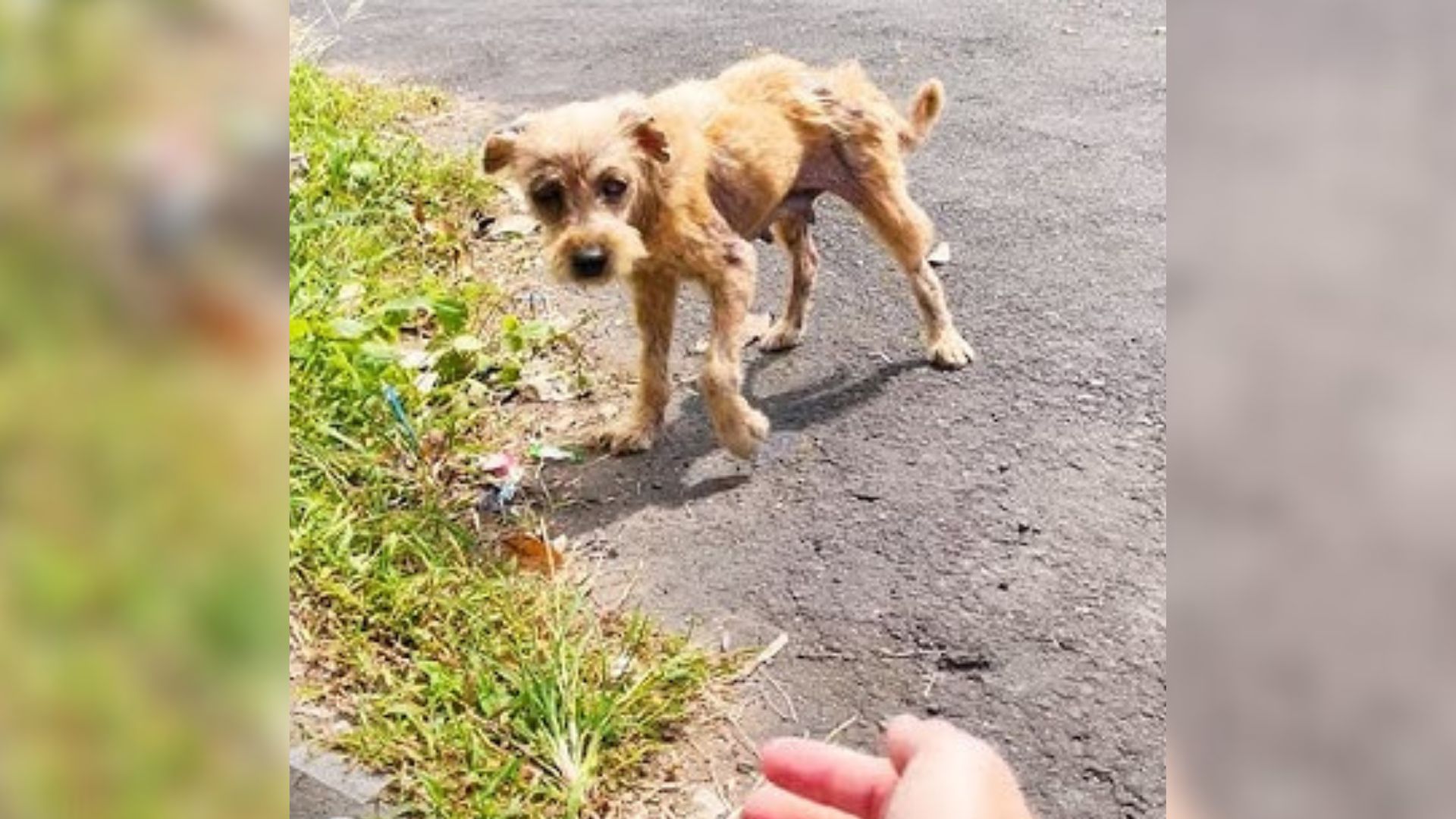 Terrified Hairless Dog Who Was Heartlessly Dumped In The Street Makes An Amazing Transformation