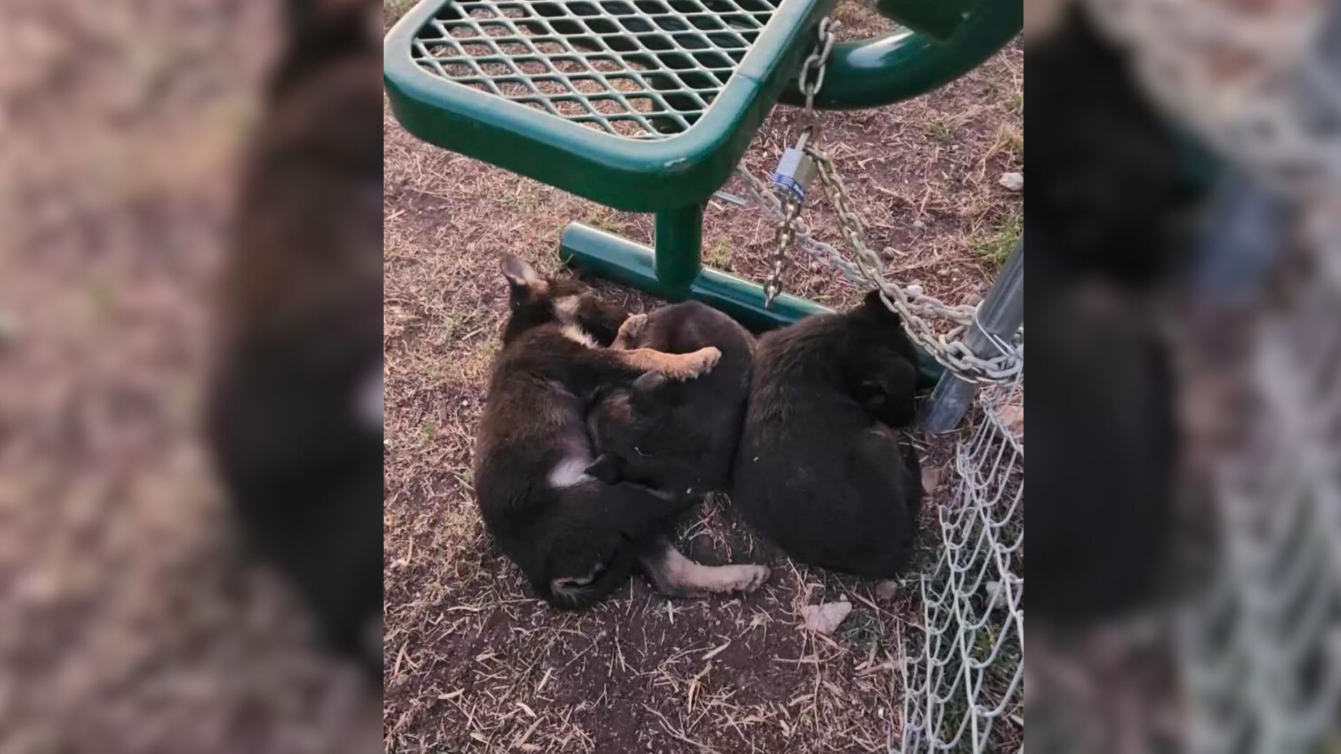 Puppies Cruelly Abandoned In Freezing Cold In Texas Cuddled Up To Survive