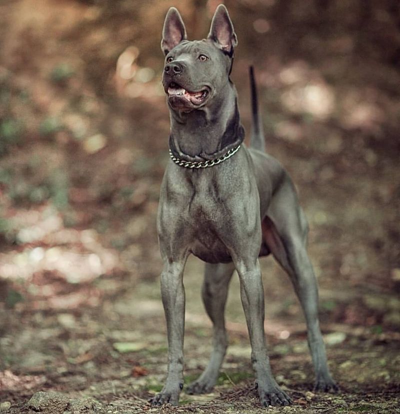 Thai Ridgeback