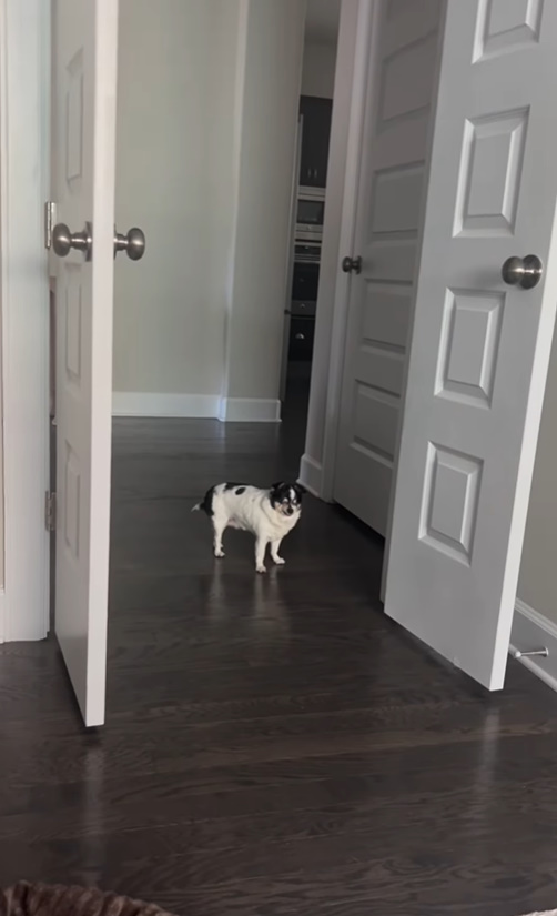 The blind dog is standing in the middle of the house