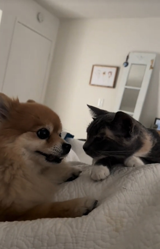 The cat and the dog are looking at each other