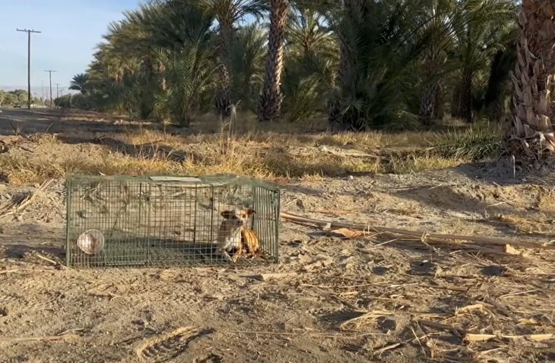 The chihuahua is lying in a cage