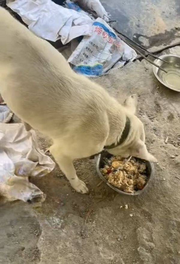 The dog eats from a tin bowl