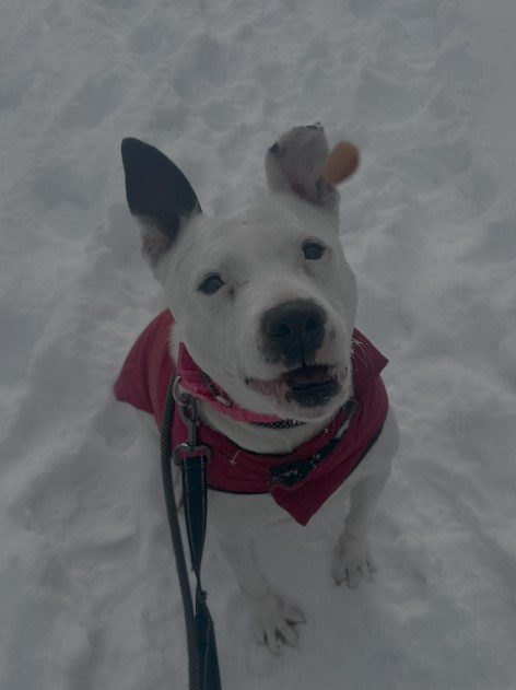 The dog is sitting in the snow