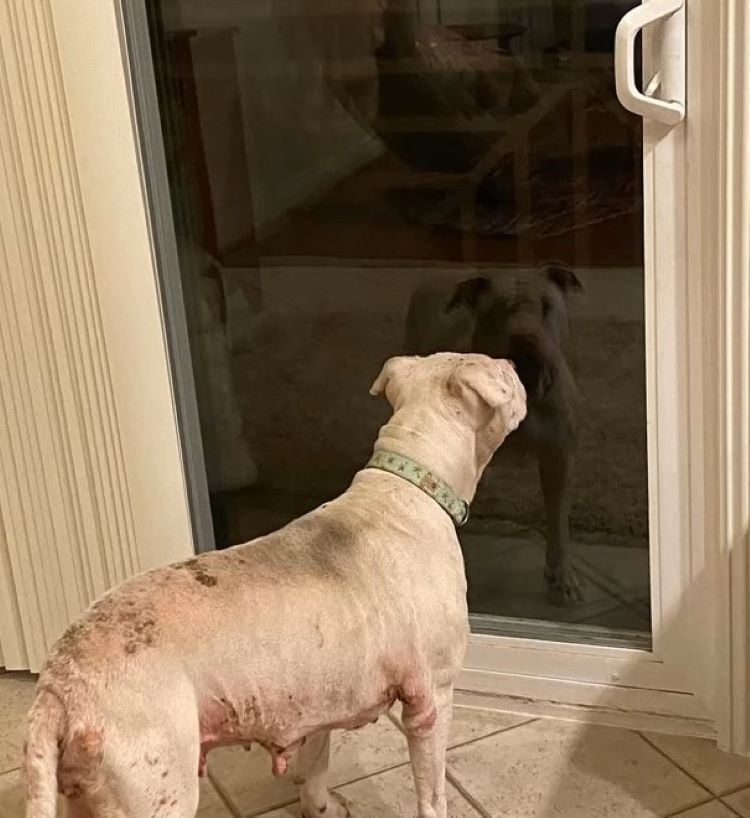 The dog is standing by the window