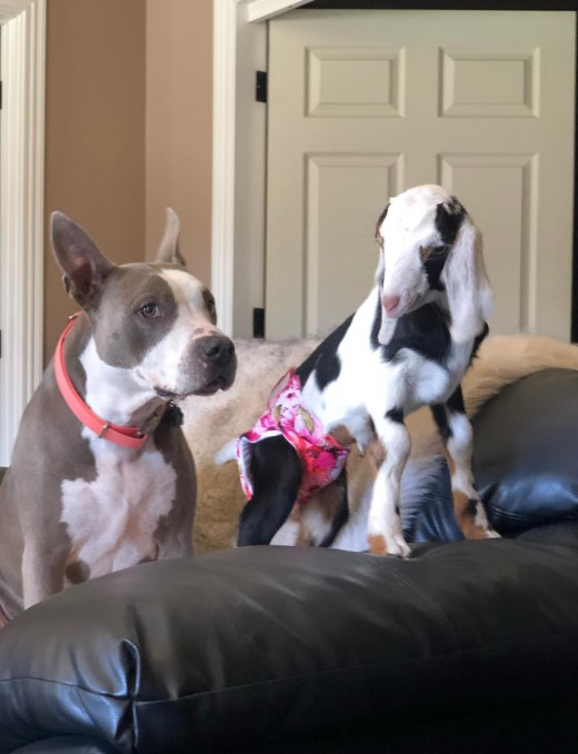 The dog is standing on the couch with the goat