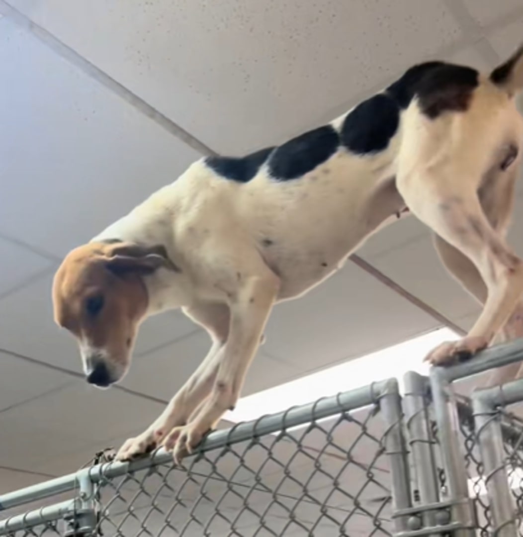 The dog is standing on the fence