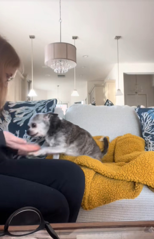 The dog played with the woman on the couch