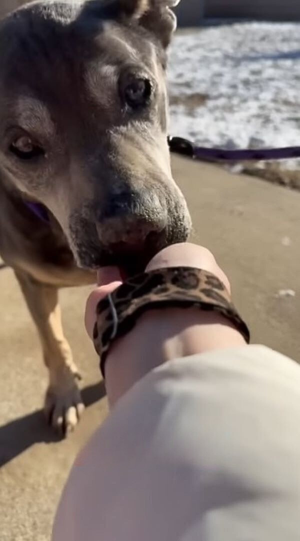 The dog sniffs the woman's hand