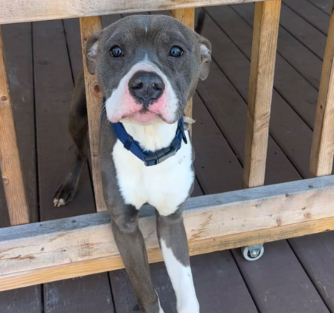 The dog went through the fence and is standing