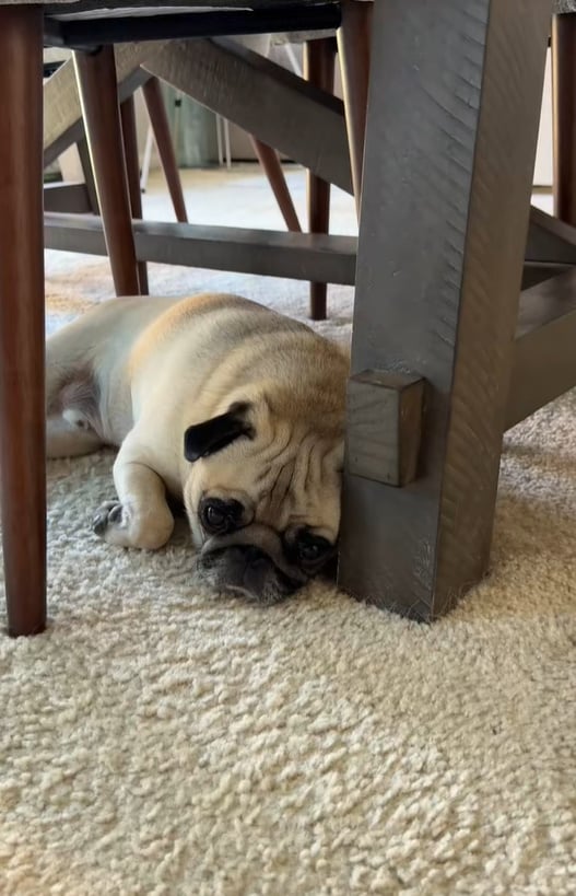 The pit bull is lying under the table