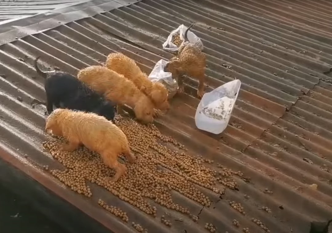 The puppies on the roof are eating crackers