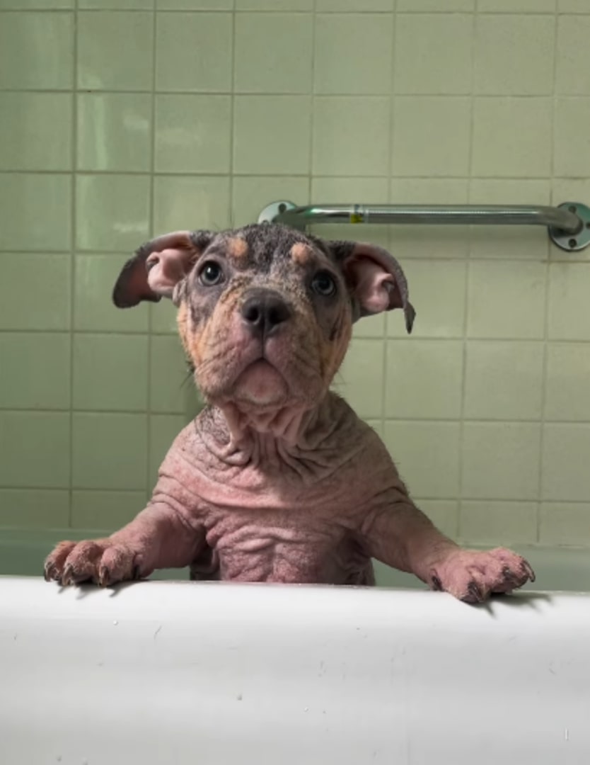 The puppy is standing in the bathtub