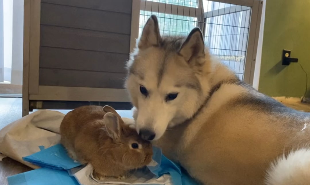 The rabbit calmed down next to the husky