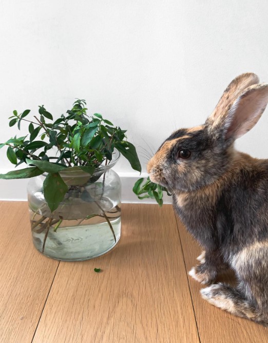 The rabbit eats flowers from a pot