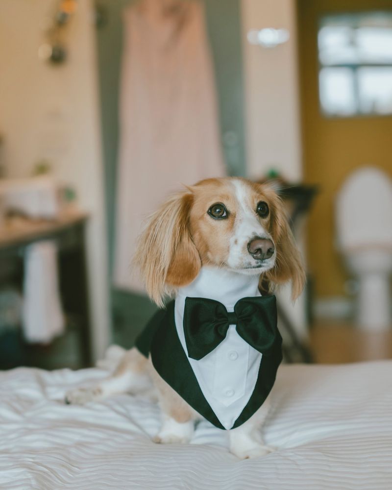 Tuxedo