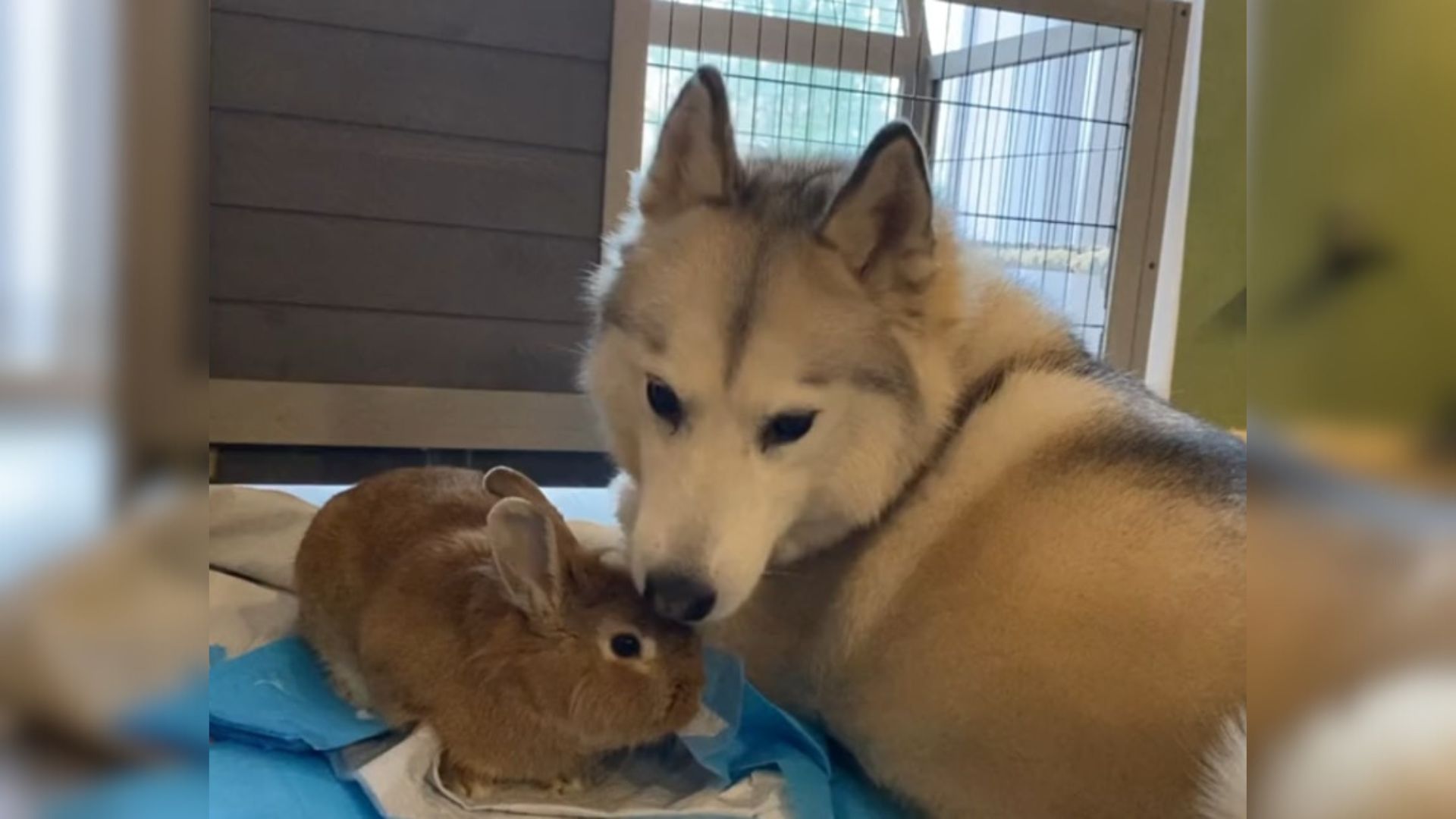 The husky is cuddling with the rabbit