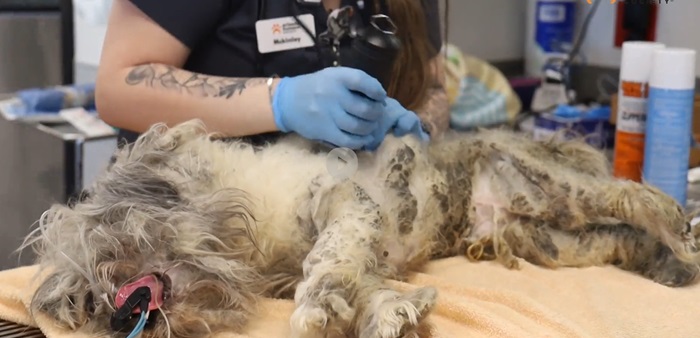 Veterinarian examines dog on table