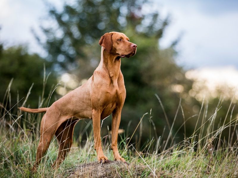 Vizsla