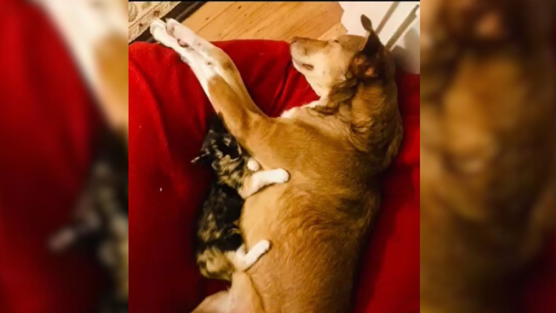 Owners From California Were Surprised To Learn A Timid Pup And A Deaf Cat They Adopted Have Unbreakable Bond