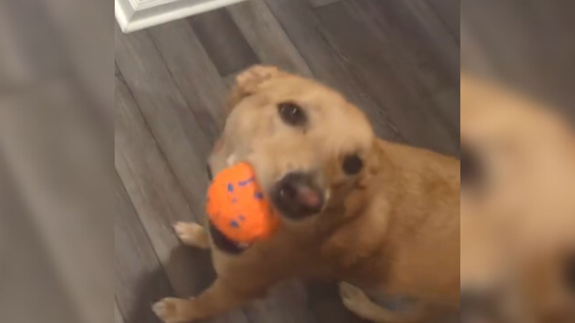 North Carolina Dog Has A Stunning Reaction After Doing Something Her Owners Didn’t Expect