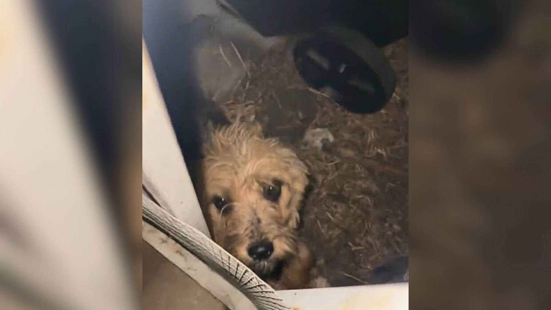 Woman Follows The Noise Outside Her Home In California