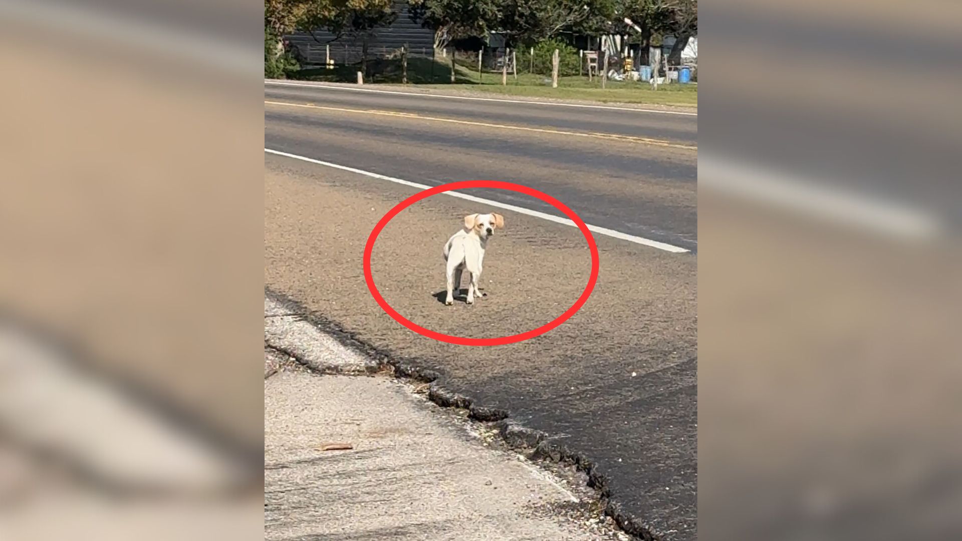 Woman Found A Dumped Dog On A Busy Road