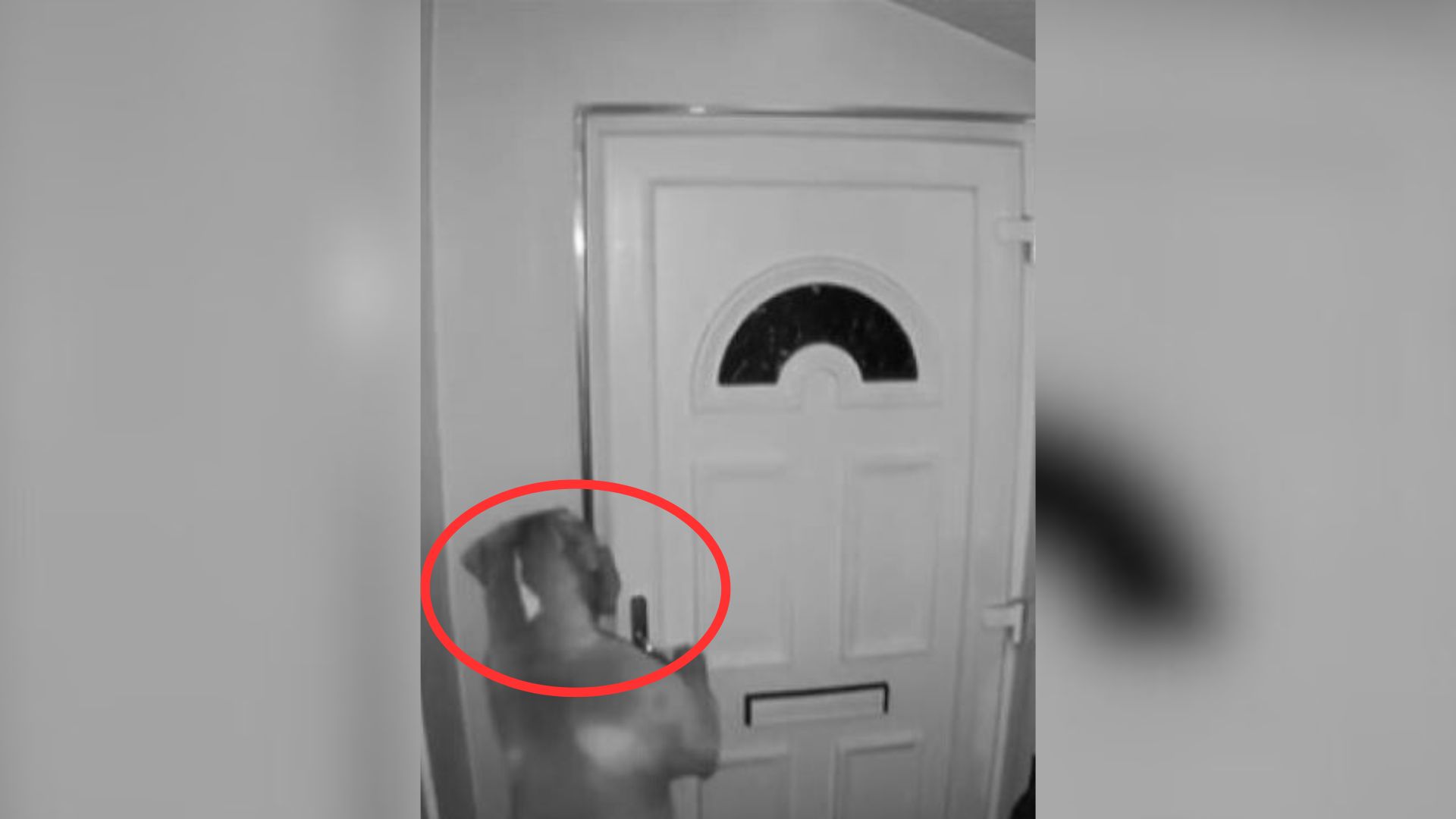 dog opened the door in house