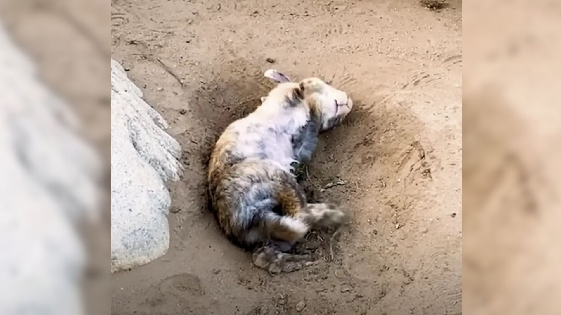 Woman Rescues Fur Ball By The Lake