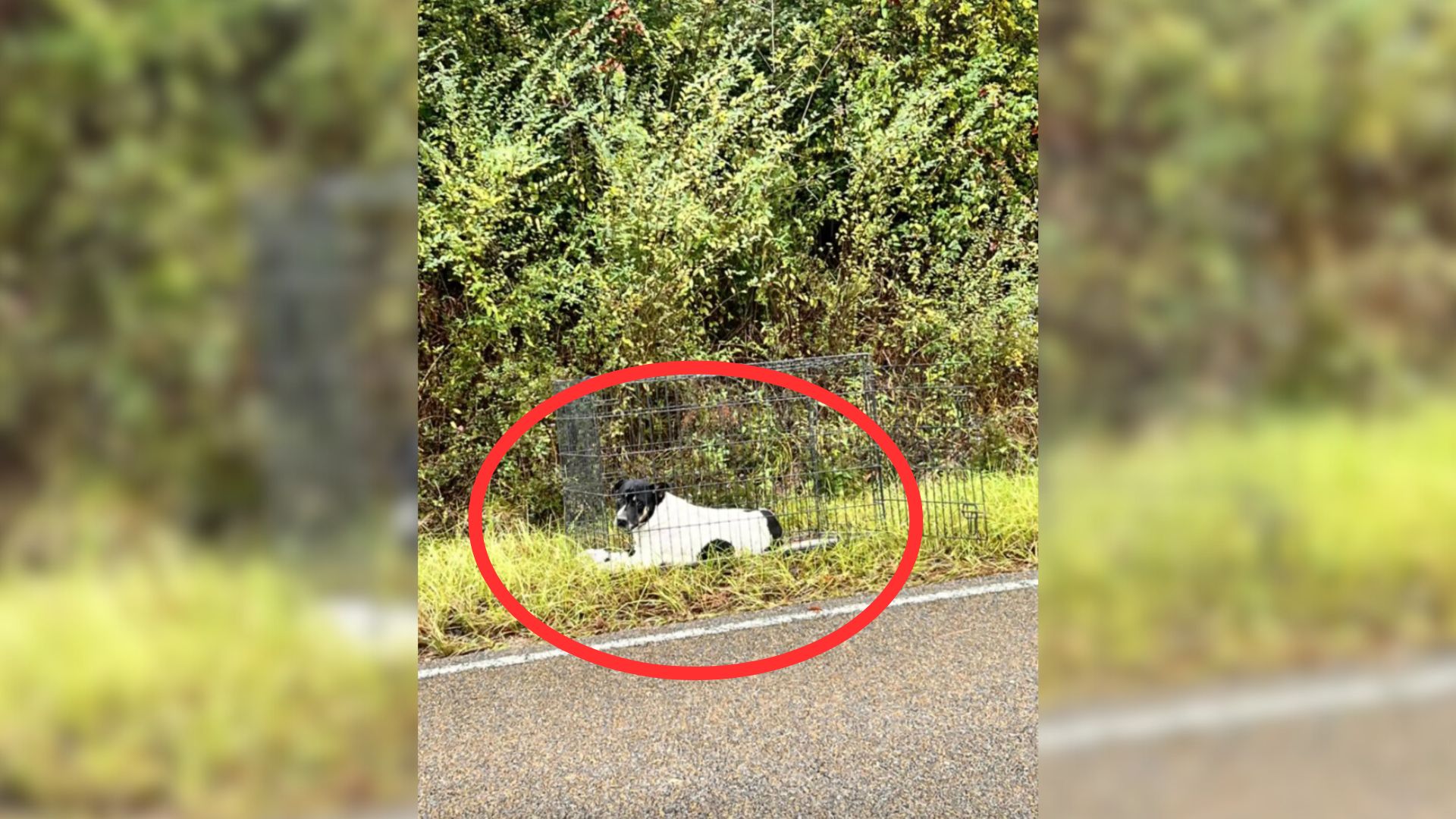 Woman Shocked To Discover The Secret That A Sad Dog On The Side Of Mississippi Road Was Hiding