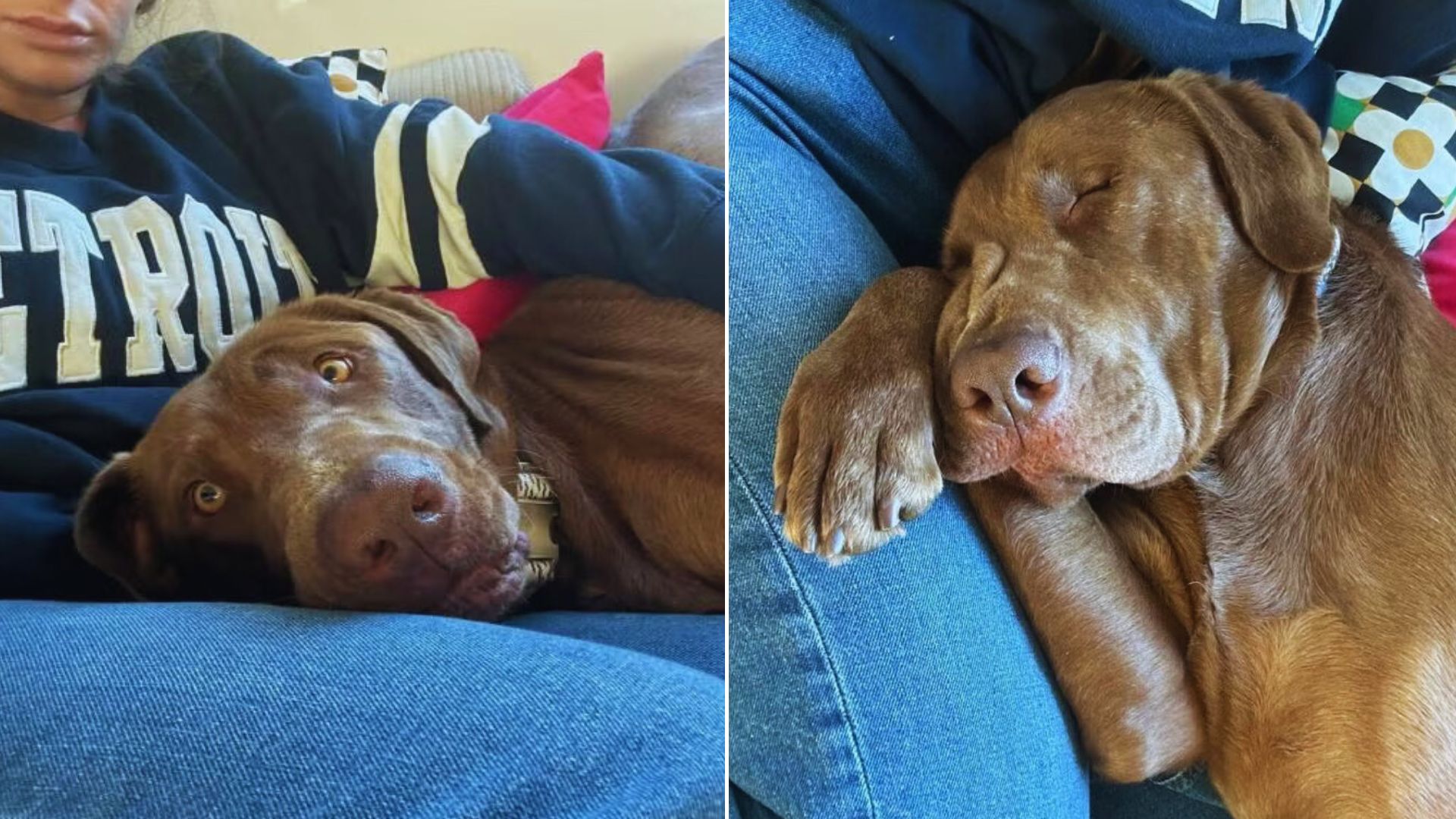 Woman Who Lost Her Dog Decides To Foster A Pup