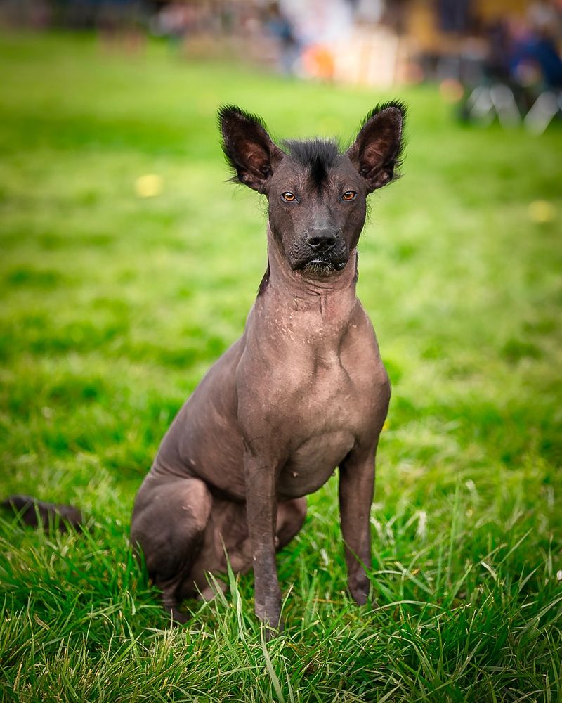 Xoloitzcuintli