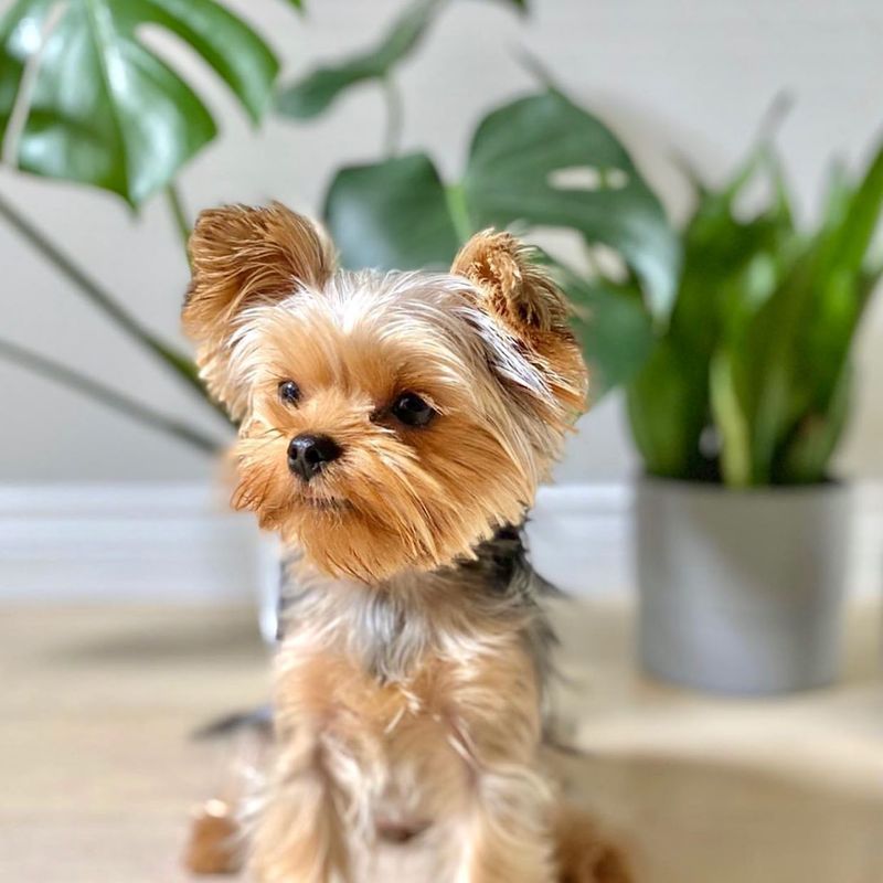 Yorkshire Terrier