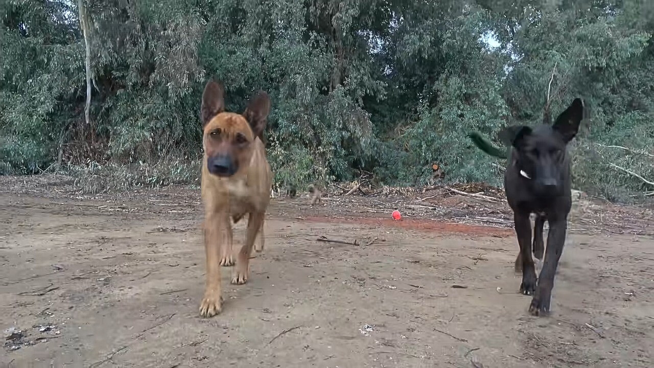 a black and brown dog are walking