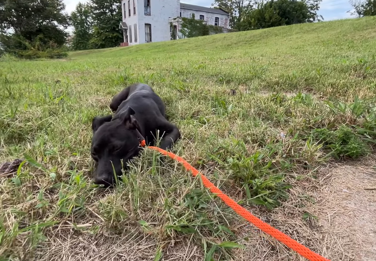 a black dog lies in the grass