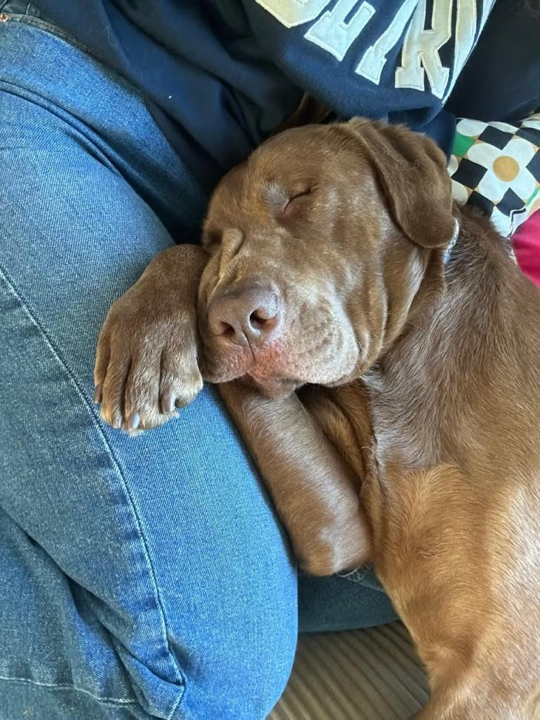 a brown dog lies on a man's knees