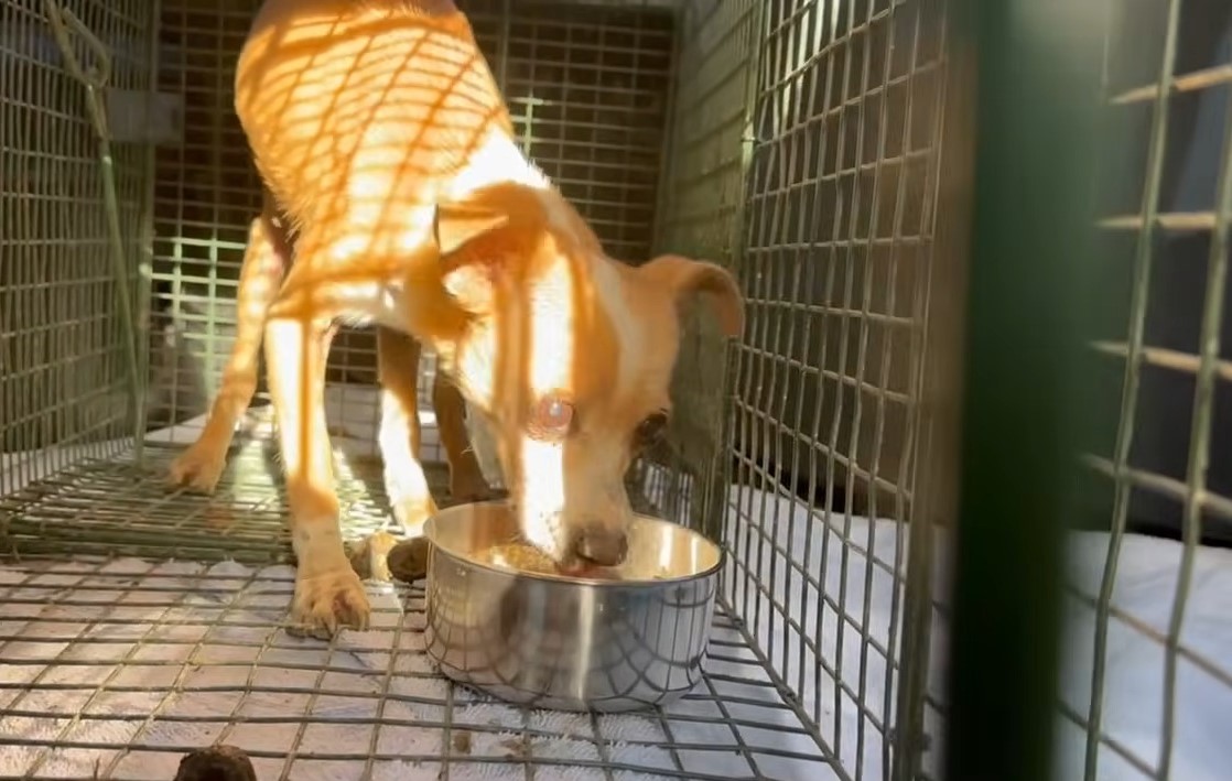 a chihuahua in a cage eats from a bowl