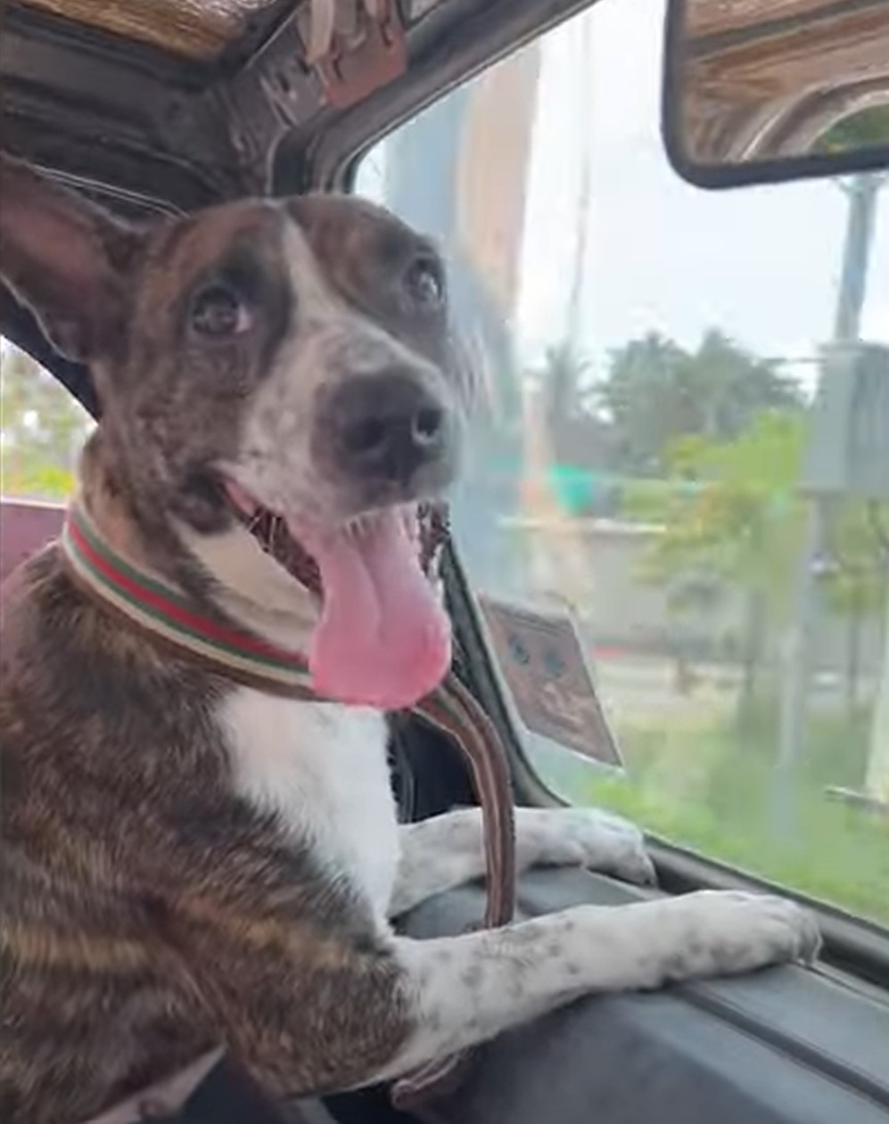 a dog with its tongue out enjoys the ride