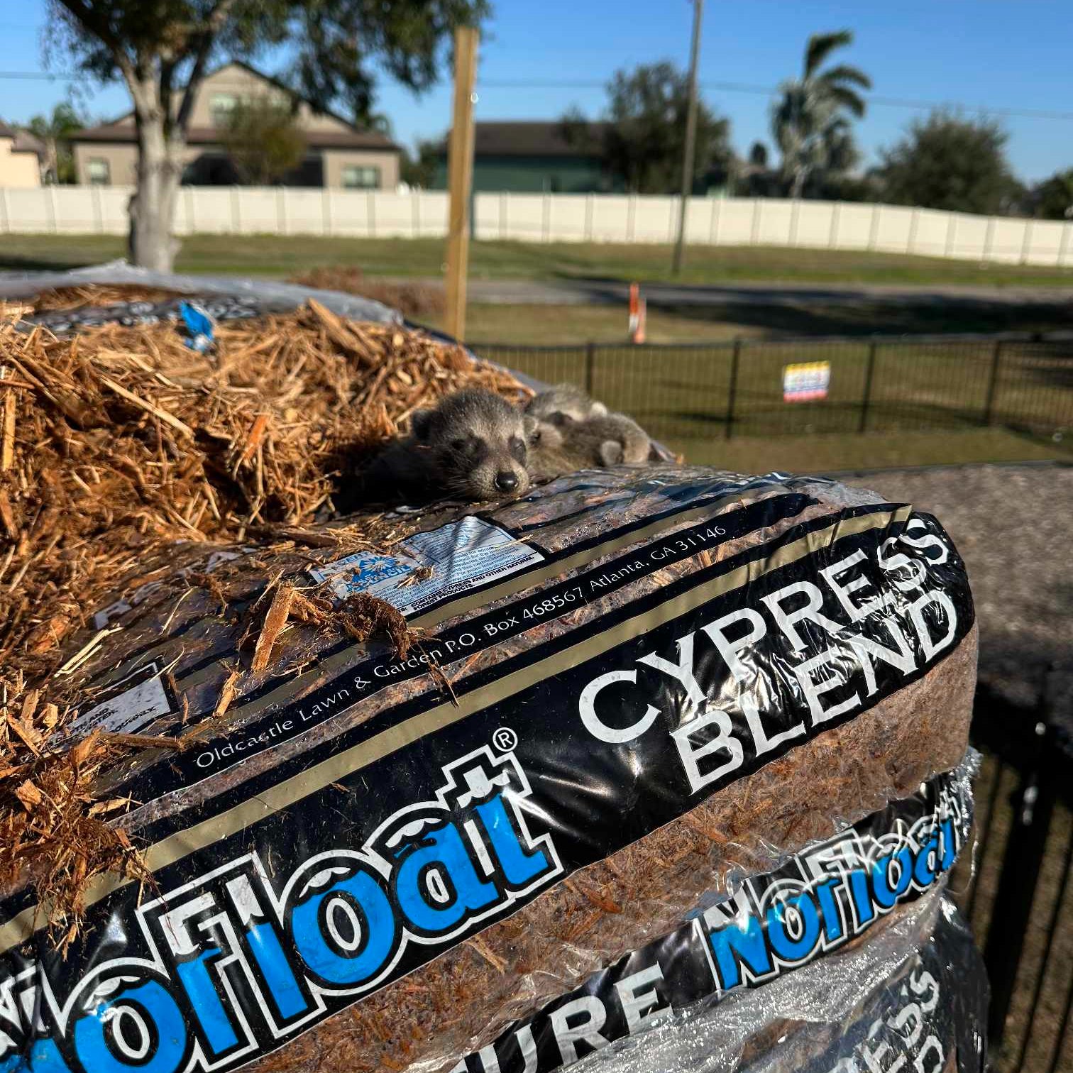 a little puppy lies in a bag of mulch