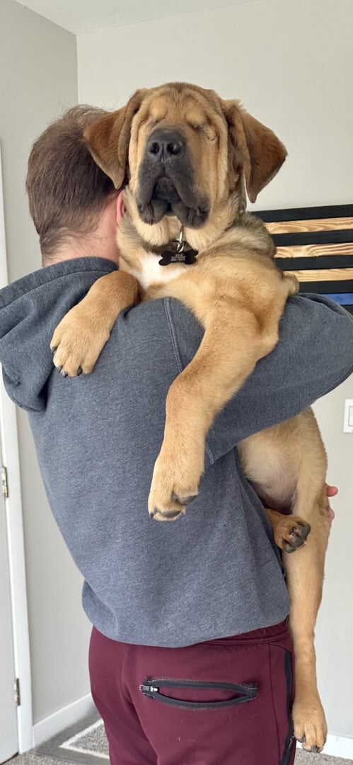 a man carries a brown blind dog