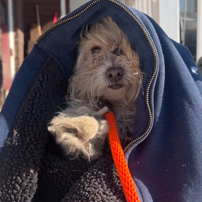 a shaggy dog ​​wrapped in a hoodie