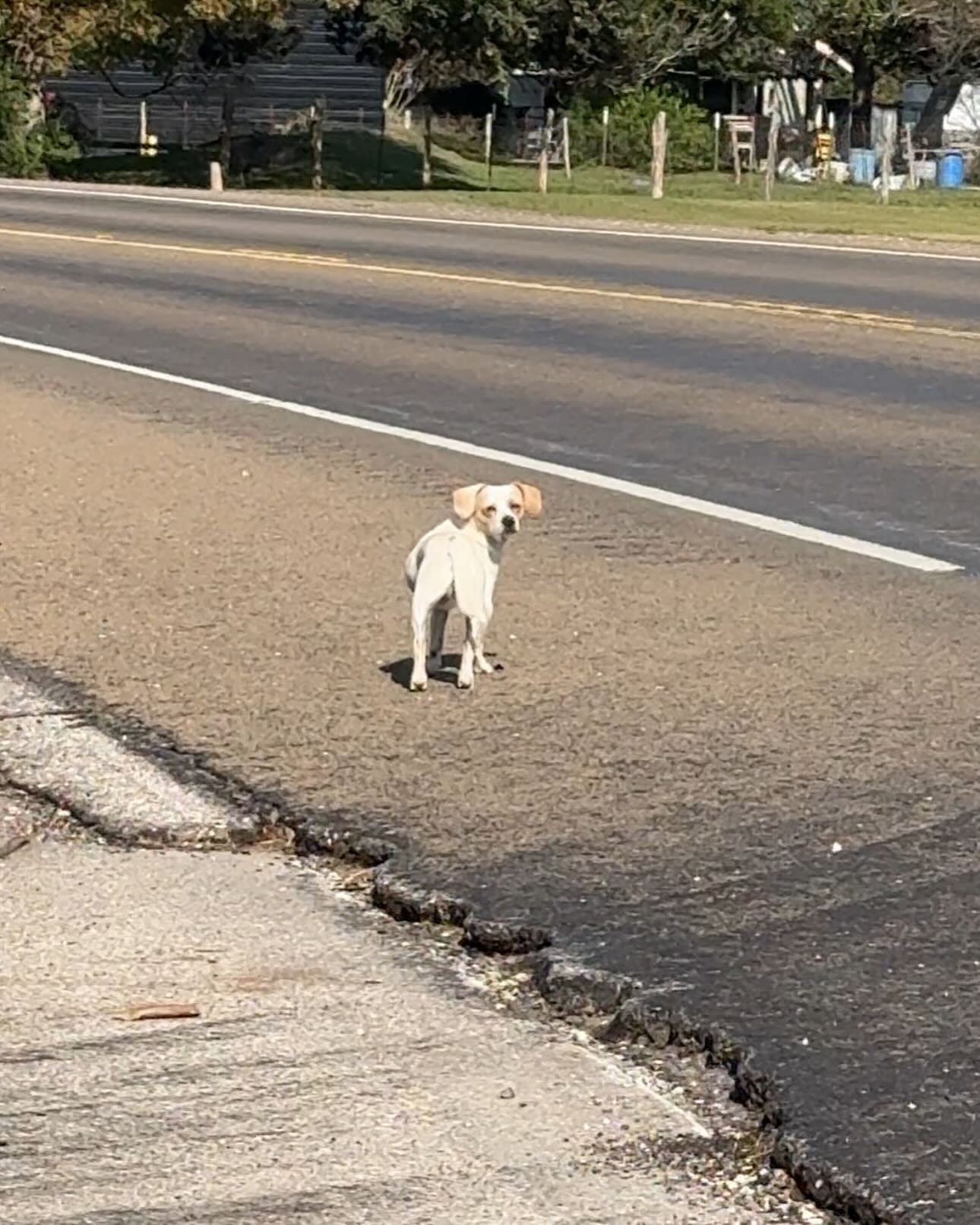 a small dog on the street