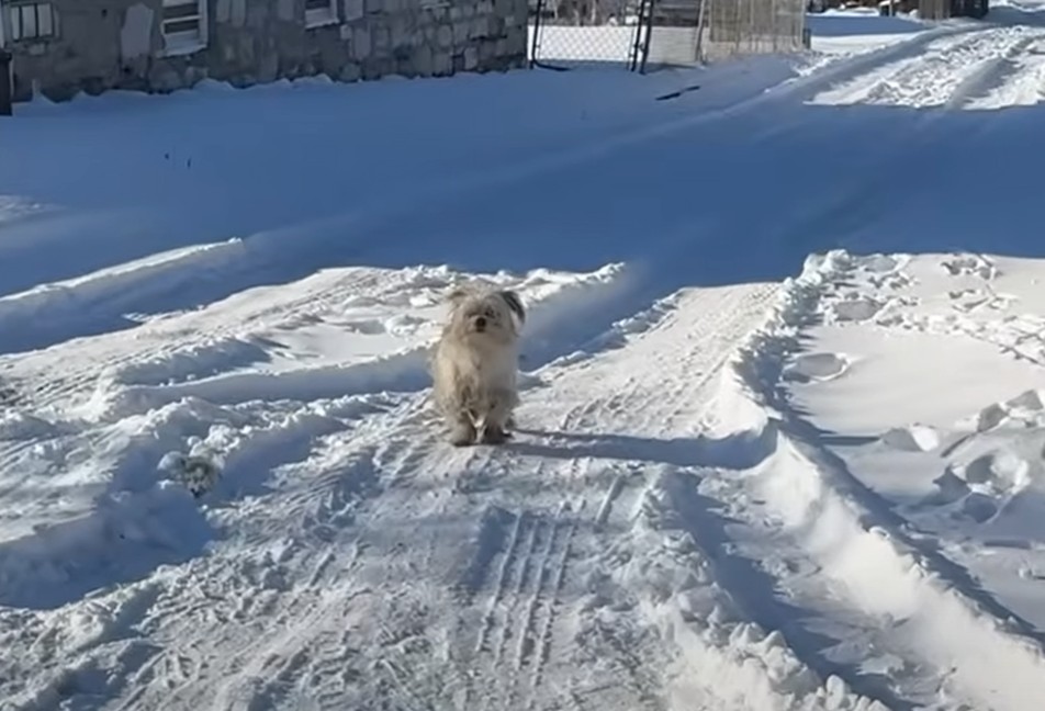 a white shaggy dog ​​standing in the snow