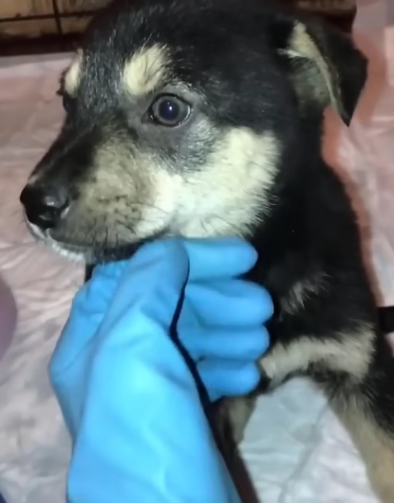 a woman with a blue glove is petting a dog