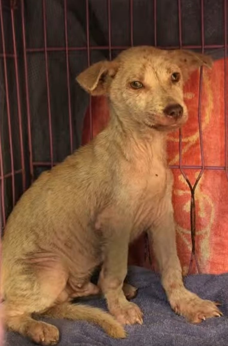 abandoned dog sitting in cage