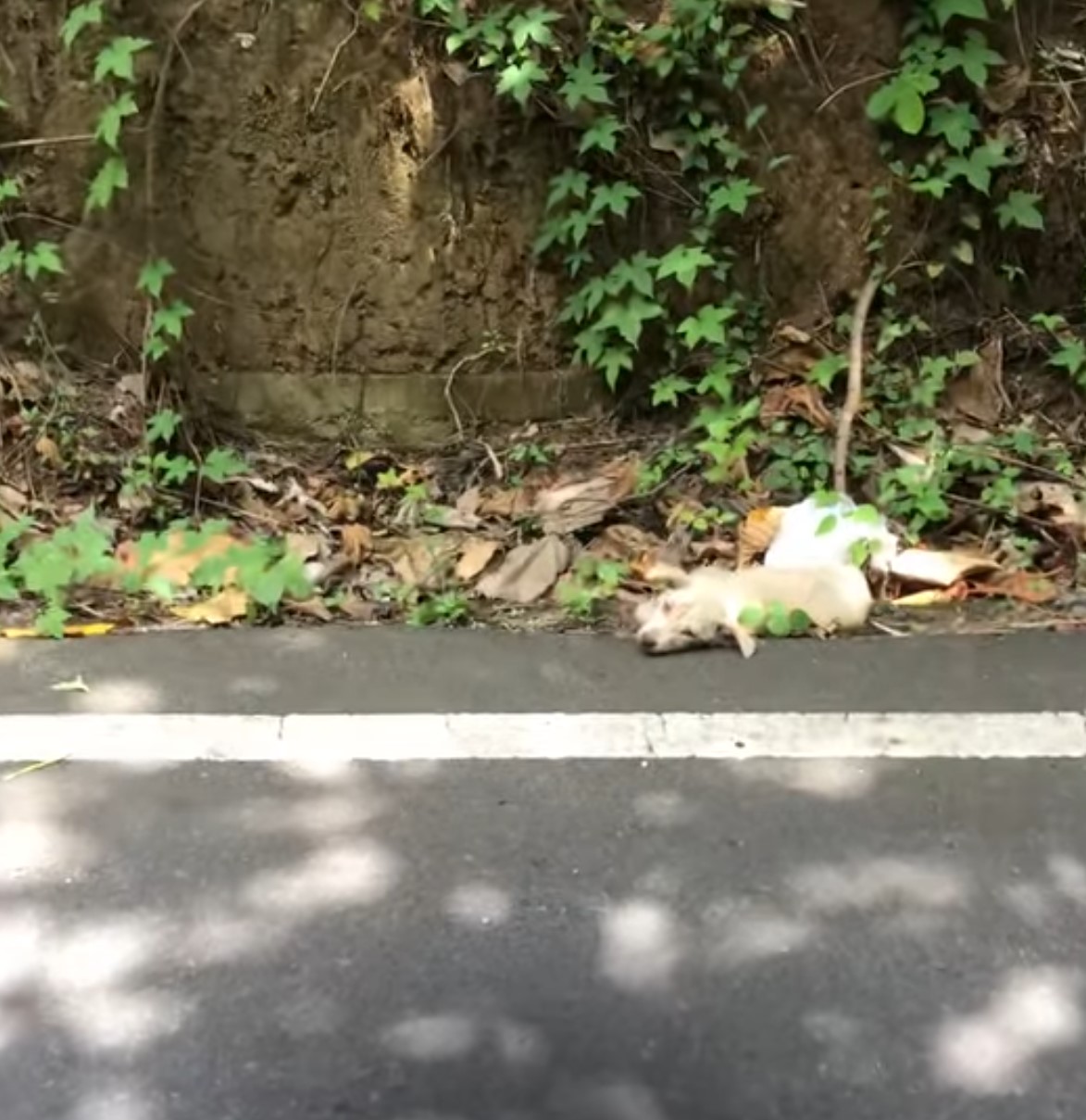 abandoned dog thrown up by the road